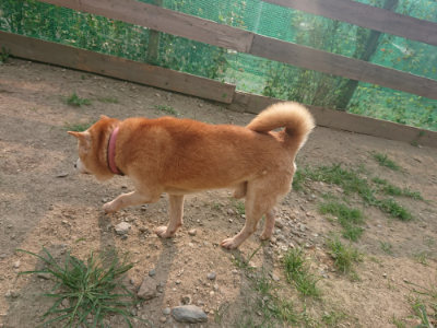 f:id:roukenhome-ann:20190803123102j:plain f:id:roukenhome-ann:20190803123102j:plain