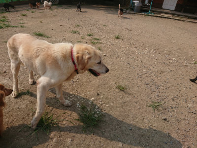 f:id:roukenhome-ann:20190803123130j:plain f:id:roukenhome-ann:20190803123130j:plain