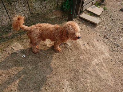 f:id:roukenhome-ann:20190803123200j:plain f:id:roukenhome-ann:20190803123200j:plain