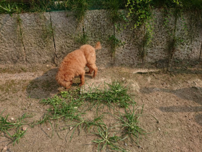 f:id:roukenhome-ann:20190803123209j:plain f:id:roukenhome-ann:20190803123209j:plain