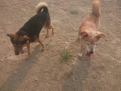 f:id:roukenhome-ann:20190803123313j:plain f:id:roukenhome-ann:20190803123313j:plain