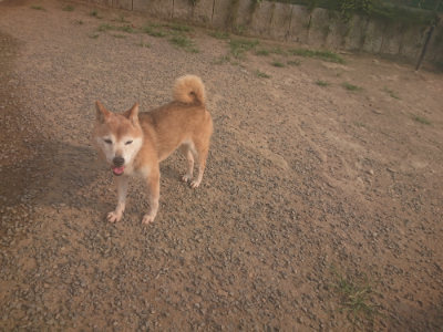 f:id:roukenhome-ann:20190803123424j:plain f:id:roukenhome-ann:20190803123424j:plain