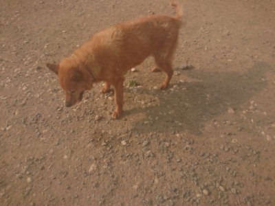 f:id:roukenhome-ann:20190803123524j:plain f:id:roukenhome-ann:20190803123524j:plain