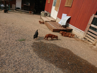 f:id:roukenhome-ann:20190803123631j:plain f:id:roukenhome-ann:20190803123631j:plain