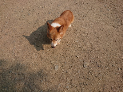 f:id:roukenhome-ann:20190803123705j:plain f:id:roukenhome-ann:20190803123705j:plain