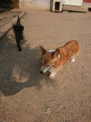 f:id:roukenhome-ann:20190803123724j:plain f:id:roukenhome-ann:20190803123724j:plain