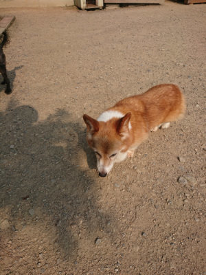 f:id:roukenhome-ann:20190803123742j:plain f:id:roukenhome-ann:20190803123742j:plain