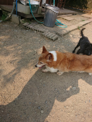 f:id:roukenhome-ann:20190803123755j:plain f:id:roukenhome-ann:20190803123755j:plain