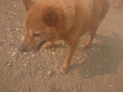 f:id:roukenhome-ann:20190803123835j:plain f:id:roukenhome-ann:20190803123835j:plain