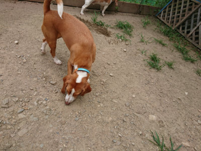 f:id:roukenhome-ann:20190803124551j:plain f:id:roukenhome-ann:20190803124551j:plain