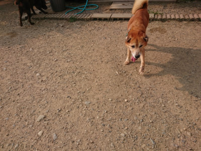 f:id:roukenhome-ann:20190803124559j:plain f:id:roukenhome-ann:20190803124559j:plain