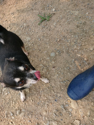 f:id:roukenhome-ann:20190803124708j:plain f:id:roukenhome-ann:20190803124708j:plain