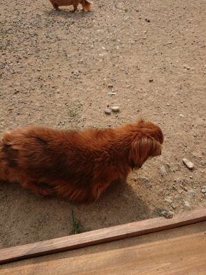 f:id:roukenhome-ann:20190803124716j:plain f:id:roukenhome-ann:20190803124716j:plain
