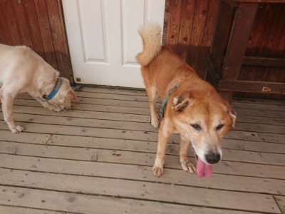 f:id:roukenhome-ann:20190803124743j:plain f:id:roukenhome-ann:20190803124743j:plain