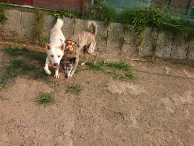 f:id:roukenhome-ann:20190803125044j:plain f:id:roukenhome-ann:20190803125044j:plain