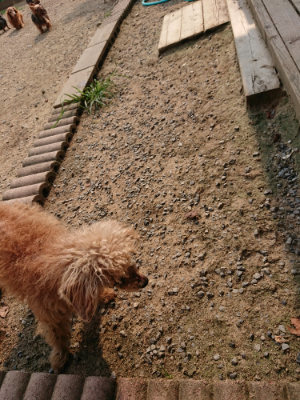 f:id:roukenhome-ann:20190803125124j:plain f:id:roukenhome-ann:20190803125124j:plain