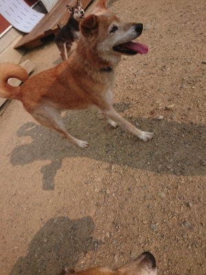 f:id:roukenhome-ann:20190803125221j:plain f:id:roukenhome-ann:20190803125221j:plain