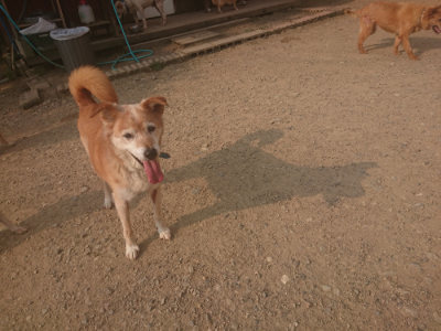 f:id:roukenhome-ann:20190803132009j:plain f:id:roukenhome-ann:20190803132009j:plain