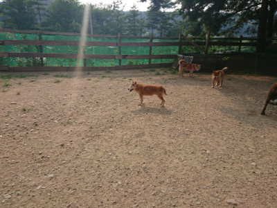 f:id:roukenhome-ann:20190803132219j:plain f:id:roukenhome-ann:20190803132219j:plain