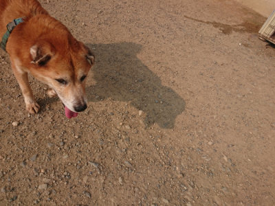 f:id:roukenhome-ann:20190803132353j:plain f:id:roukenhome-ann:20190803132353j:plain