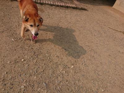 f:id:roukenhome-ann:20190803132704j:plain f:id:roukenhome-ann:20190803132704j:plain