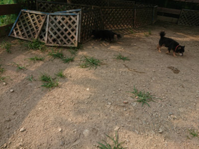 f:id:roukenhome-ann:20190803132817j:plain f:id:roukenhome-ann:20190803132817j:plain