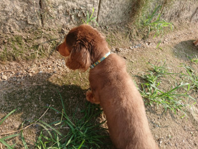 f:id:roukenhome-ann:20190803132911j:plain f:id:roukenhome-ann:20190803132911j:plain