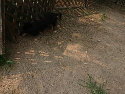 f:id:roukenhome-ann:20190803132928j:plain f:id:roukenhome-ann:20190803132928j:plain