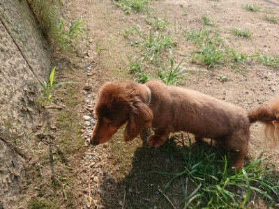 f:id:roukenhome-ann:20190803132945j:plain f:id:roukenhome-ann:20190803132945j:plain