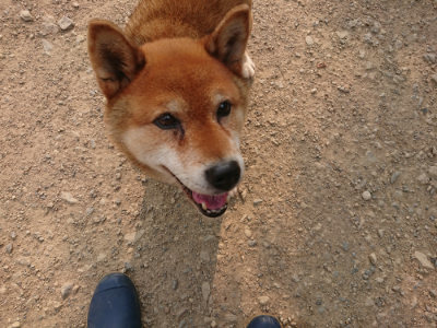 f:id:roukenhome-ann:20190803132959j:plain f:id:roukenhome-ann:20190803132959j:plain
