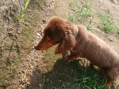 f:id:roukenhome-ann:20190803133006j:plain f:id:roukenhome-ann:20190803133006j:plain