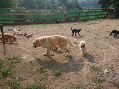 f:id:roukenhome-ann:20190803133014j:plain f:id:roukenhome-ann:20190803133014j:plain