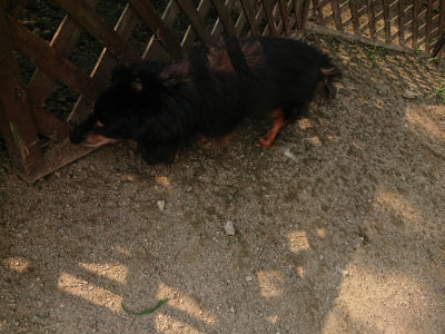 f:id:roukenhome-ann:20190803133019j:plain f:id:roukenhome-ann:20190803133019j:plain