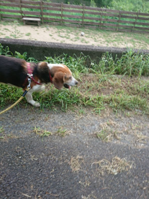 f:id:roukenhome-ann:20190803133042j:plain f:id:roukenhome-ann:20190803133042j:plain