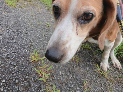 f:id:roukenhome-ann:20190803133105j:plain f:id:roukenhome-ann:20190803133105j:plain