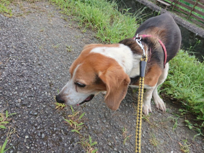 f:id:roukenhome-ann:20190803133157j:plain f:id:roukenhome-ann:20190803133157j:plain
