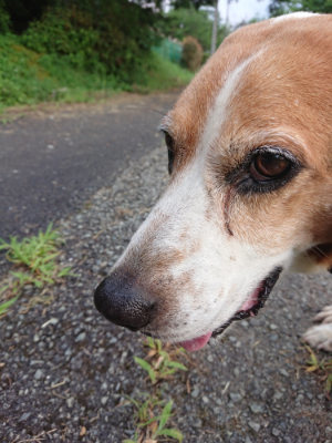 f:id:roukenhome-ann:20190803133253j:plain f:id:roukenhome-ann:20190803133253j:plain