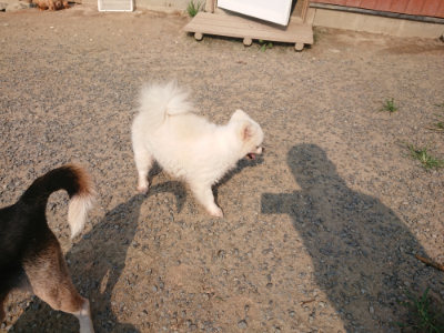 f:id:roukenhome-ann:20190803133318j:plain f:id:roukenhome-ann:20190803133318j:plain