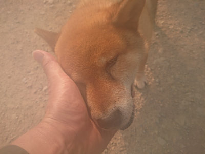 f:id:roukenhome-ann:20190803133331j:plain f:id:roukenhome-ann:20190803133331j:plain
