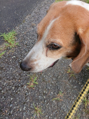 f:id:roukenhome-ann:20190803133435j:plain f:id:roukenhome-ann:20190803133435j:plain