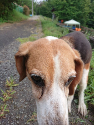 f:id:roukenhome-ann:20190803133719j:plain f:id:roukenhome-ann:20190803133719j:plain