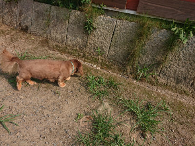 f:id:roukenhome-ann:20190803133802j:plain f:id:roukenhome-ann:20190803133802j:plain