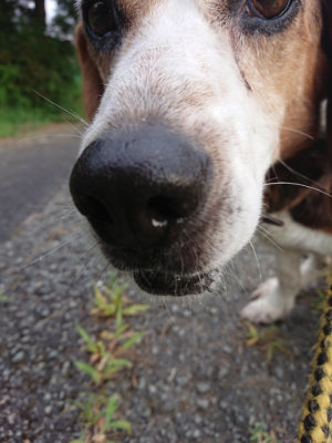 f:id:roukenhome-ann:20190803133835j:plain f:id:roukenhome-ann:20190803133835j:plain