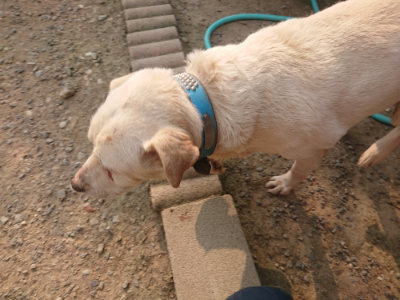 f:id:roukenhome-ann:20190803140527j:plain