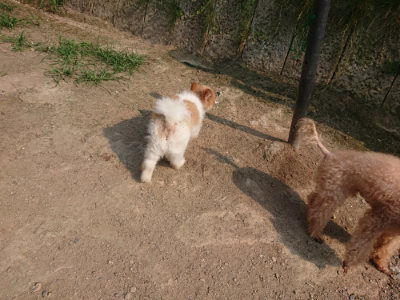 f:id:roukenhome-ann:20190803141322j:plain