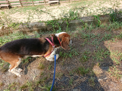 f:id:roukenhome-ann:20190803154308j:plain