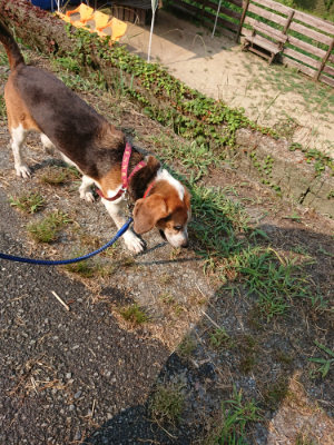 f:id:roukenhome-ann:20190803154356j:plain