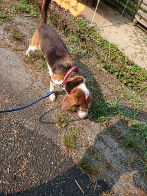 f:id:roukenhome-ann:20190803154424j:plain