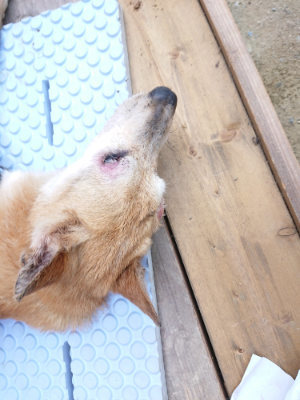 f:id:roukenhome-ann:20190803154436j:plain