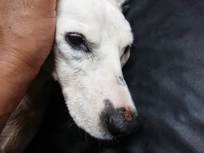 f:id:roukenhome-ann:20190803154520j:plain